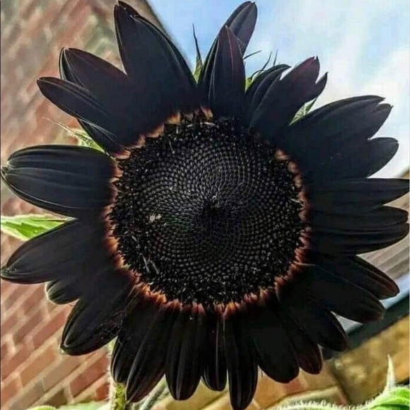 Meet your Posher, Lori - Picture 3 of 17